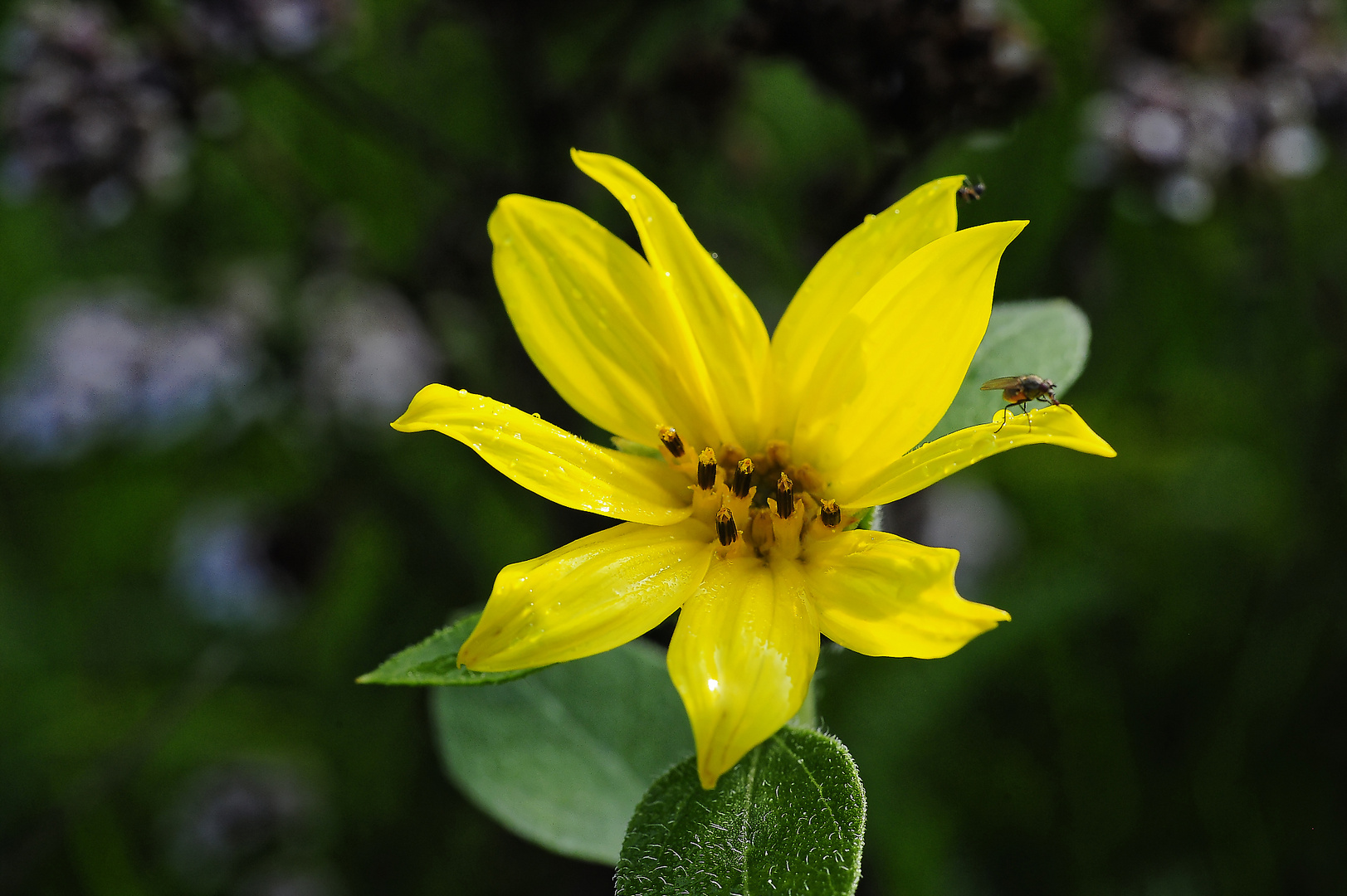 In der Bienenweide nach dem Regen