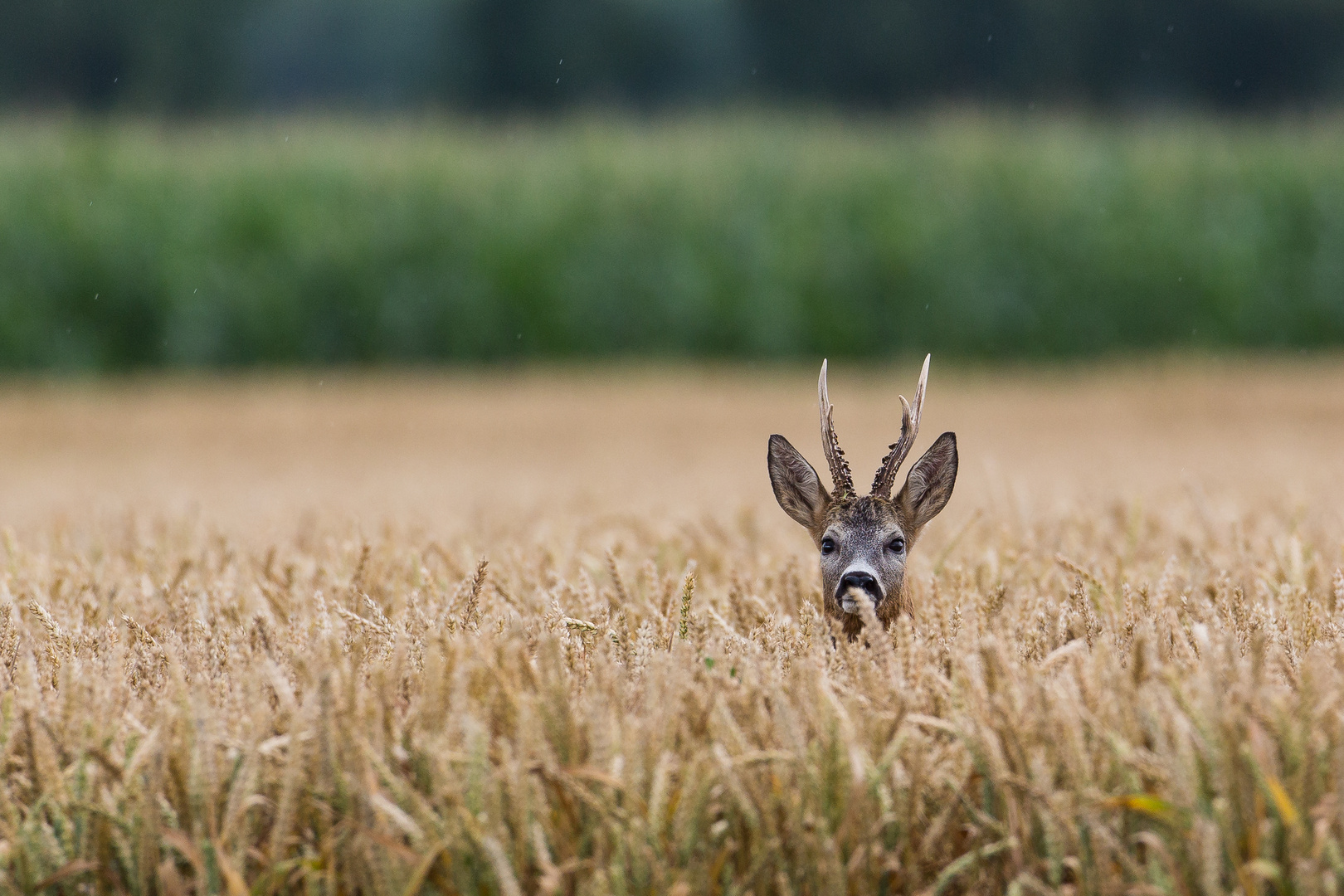 In der Blattzeit...