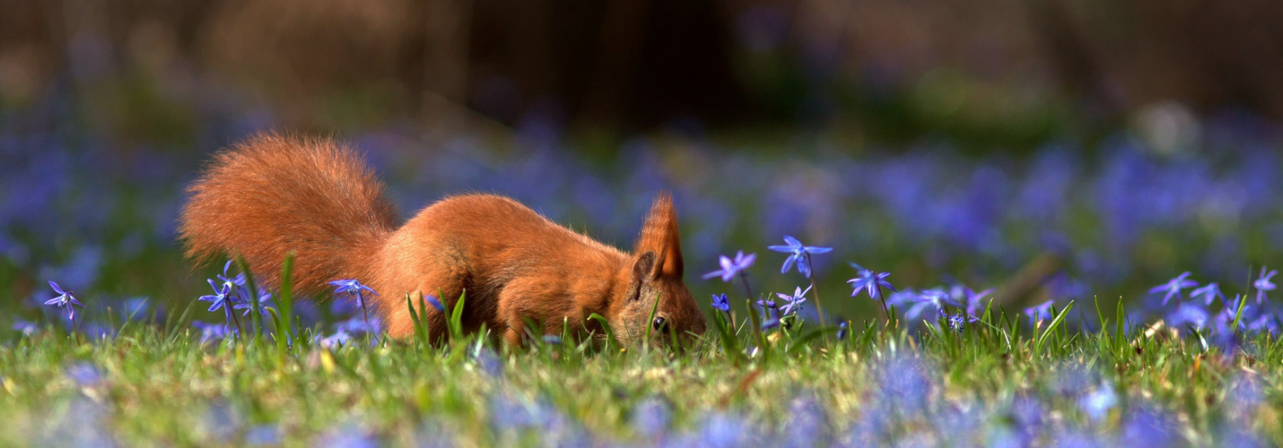 in der blausternwiese