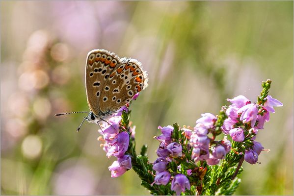 In der blühenden Heide