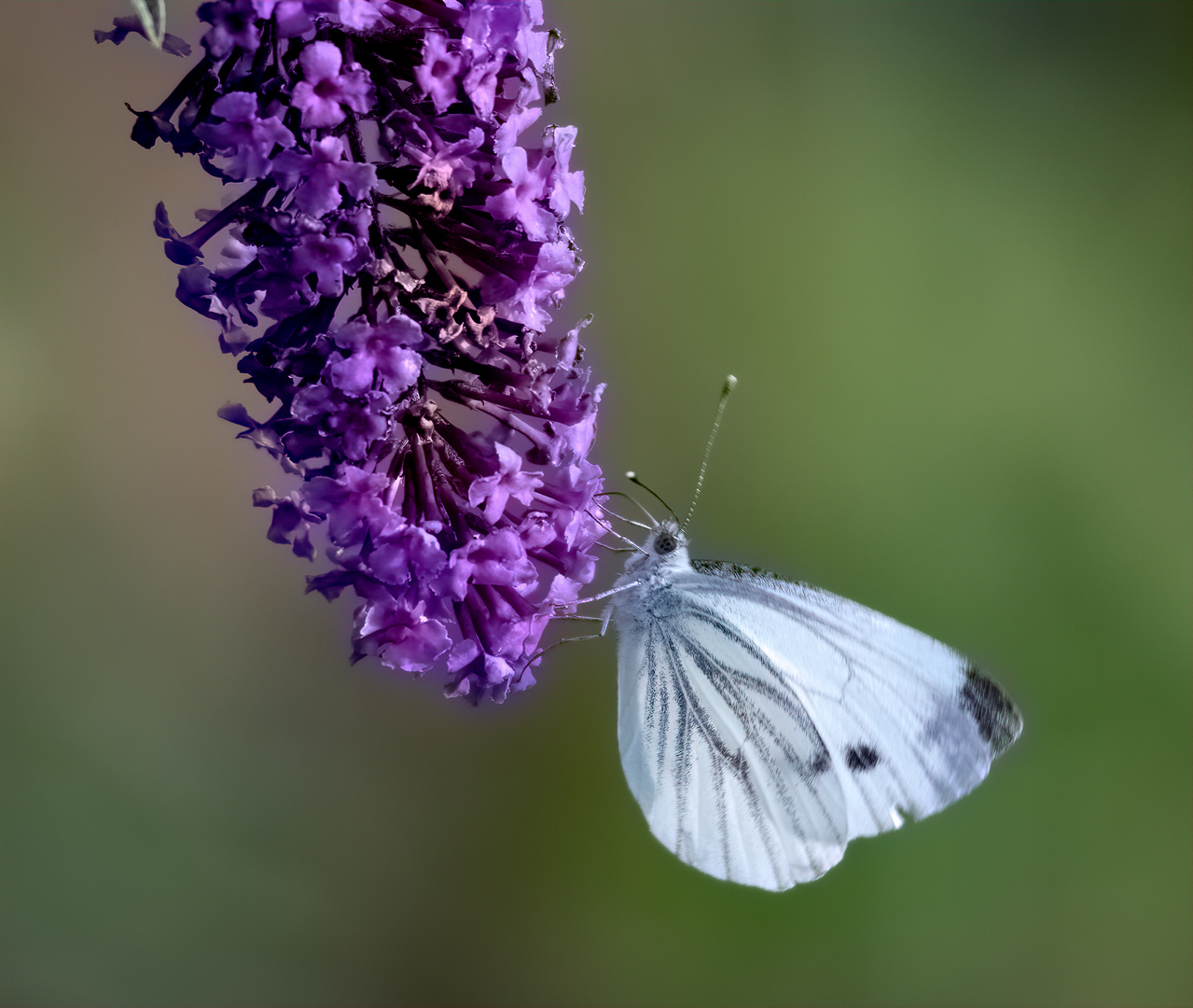 in der Blüte