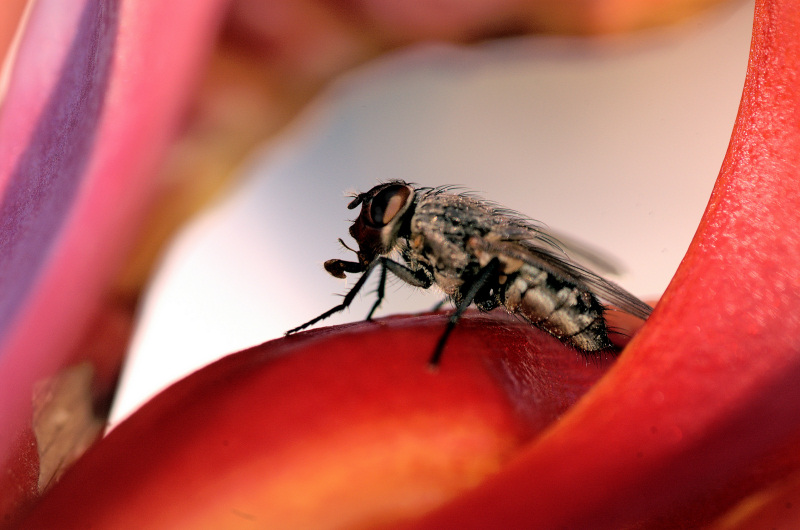 in der blüte