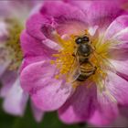 in der Blüte