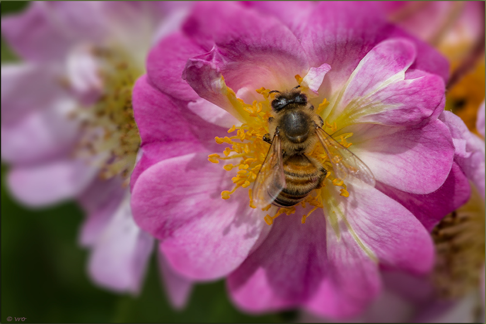 in der Blüte