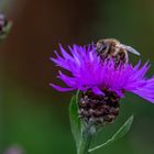 In der Blüte