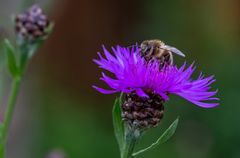 In der Blüte