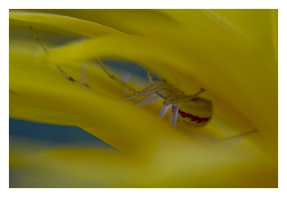 In der Blüte von Fedor Zimmermann 