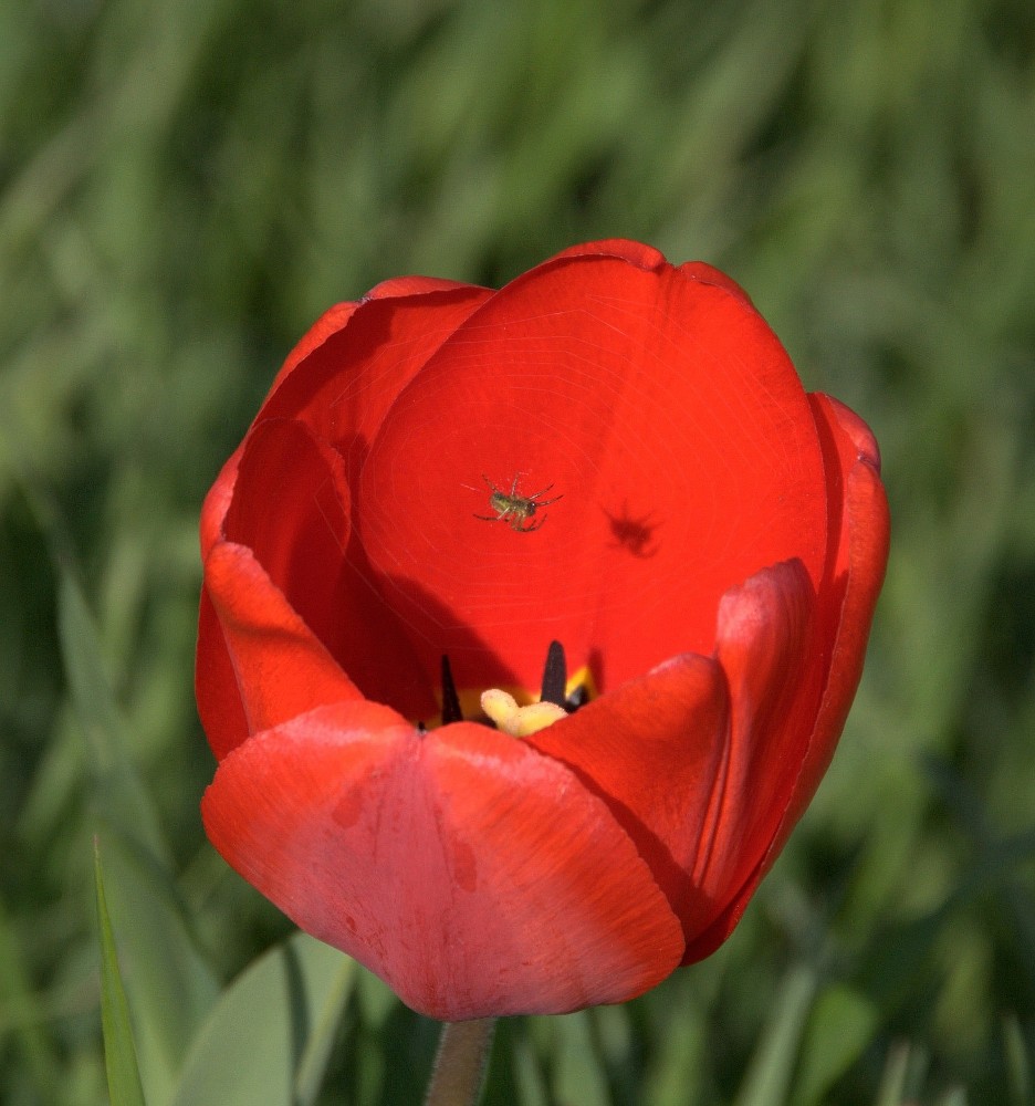 In der Blüte