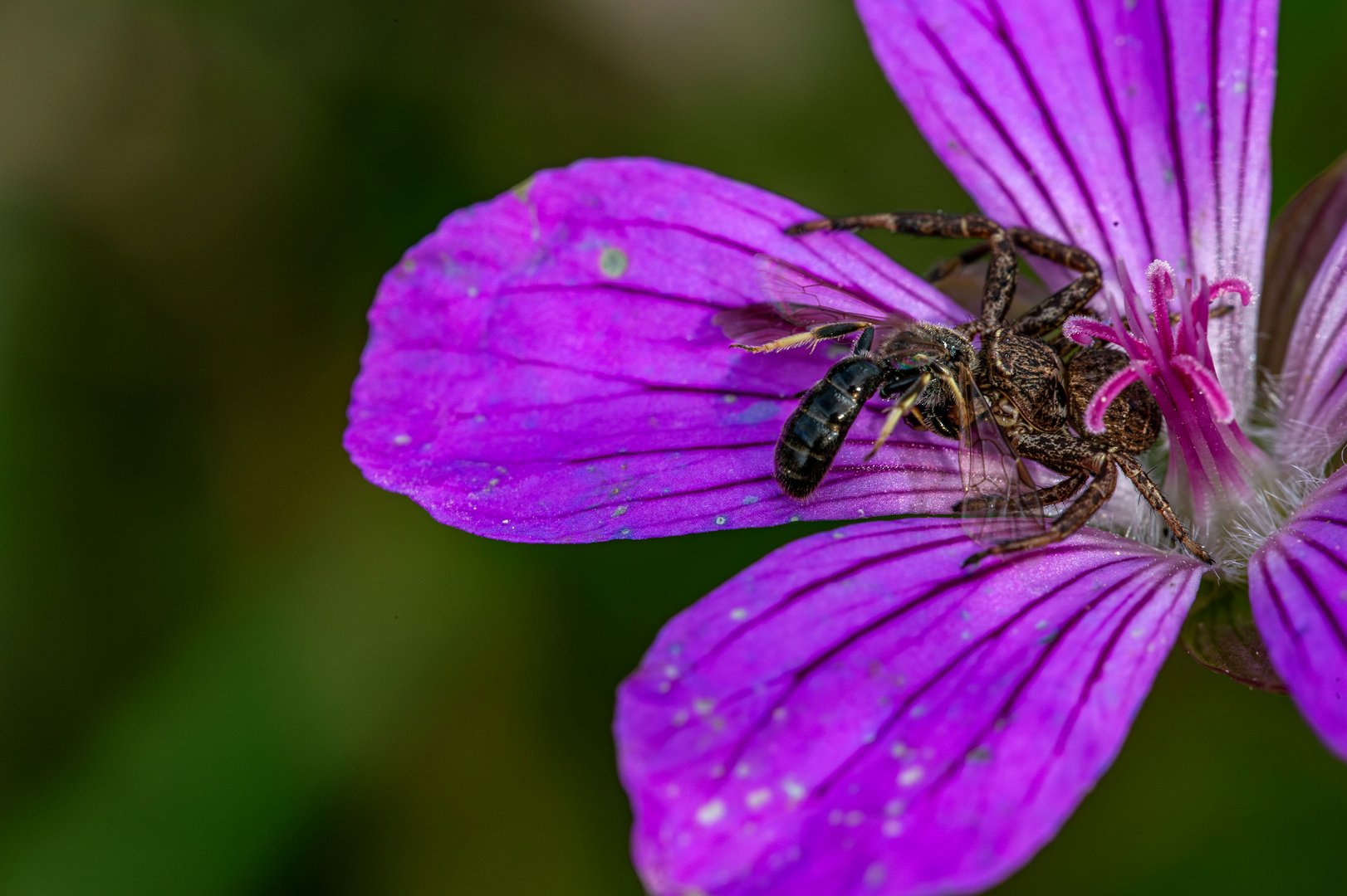 In der Blüte