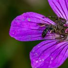 In der Blüte