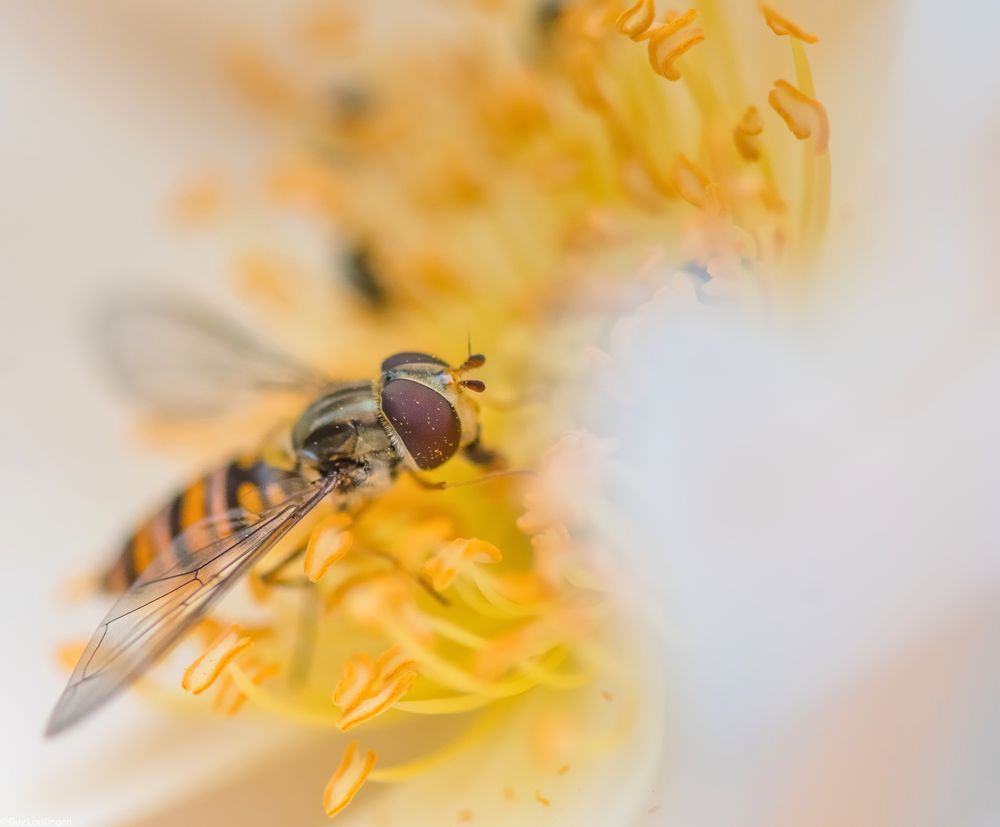 in der Blüte