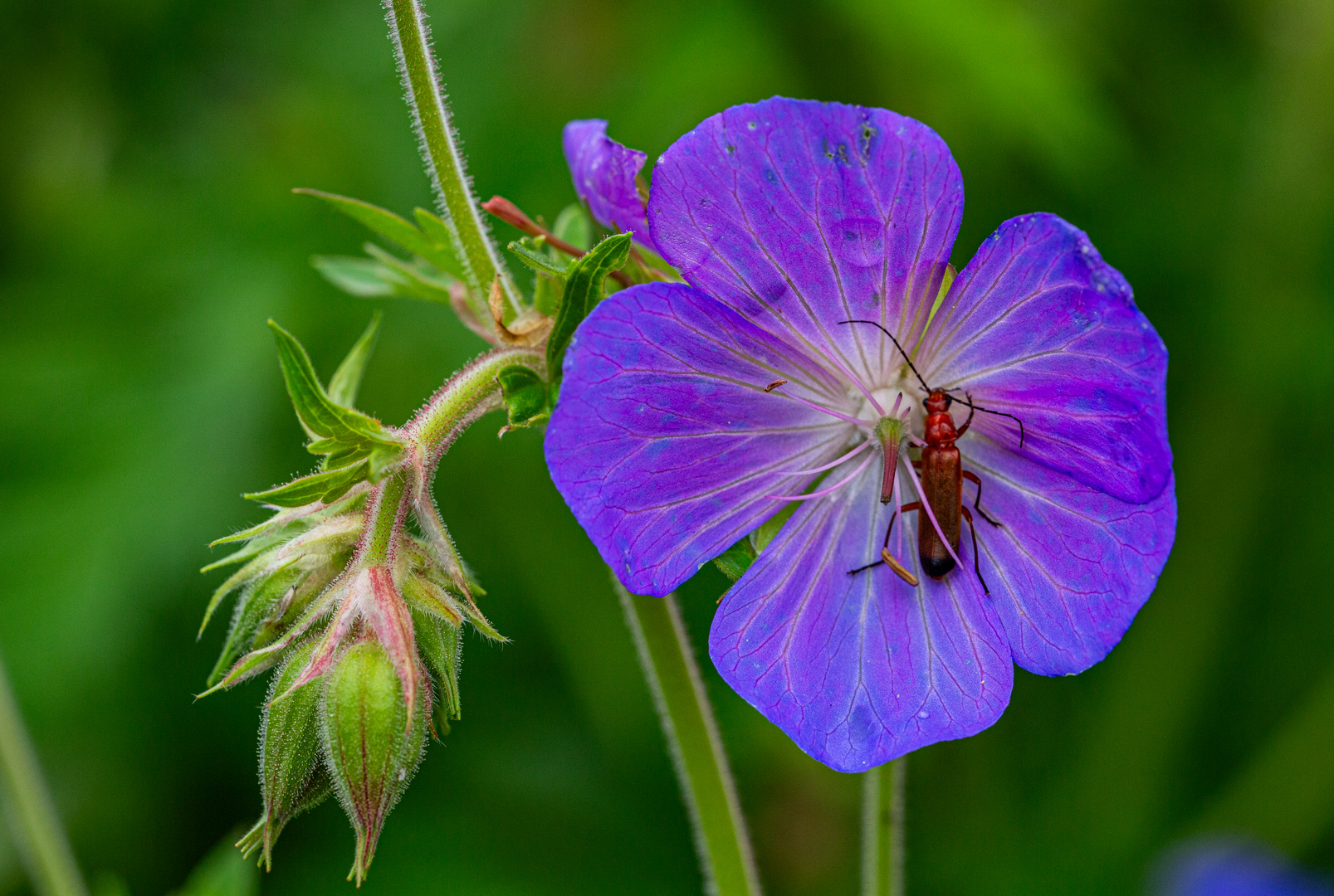 In der Blüte