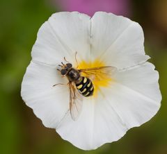 in der Blüte