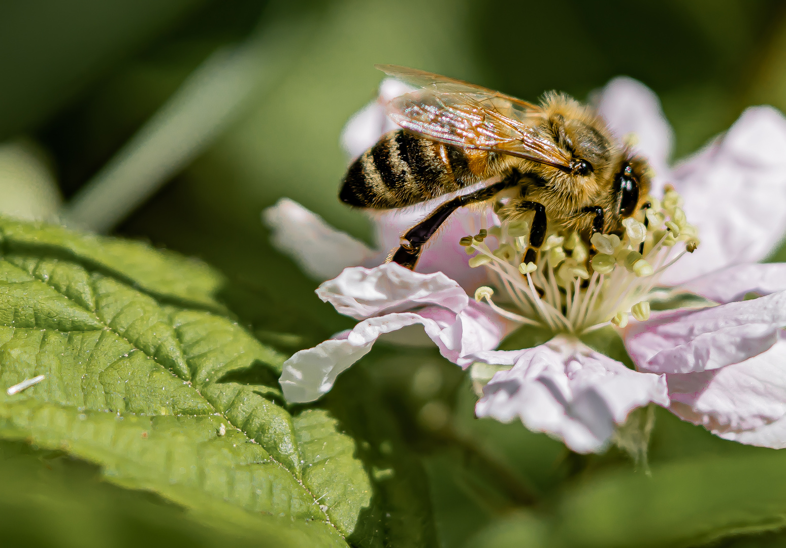 In der Blüte