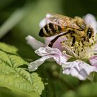 In der Blüte