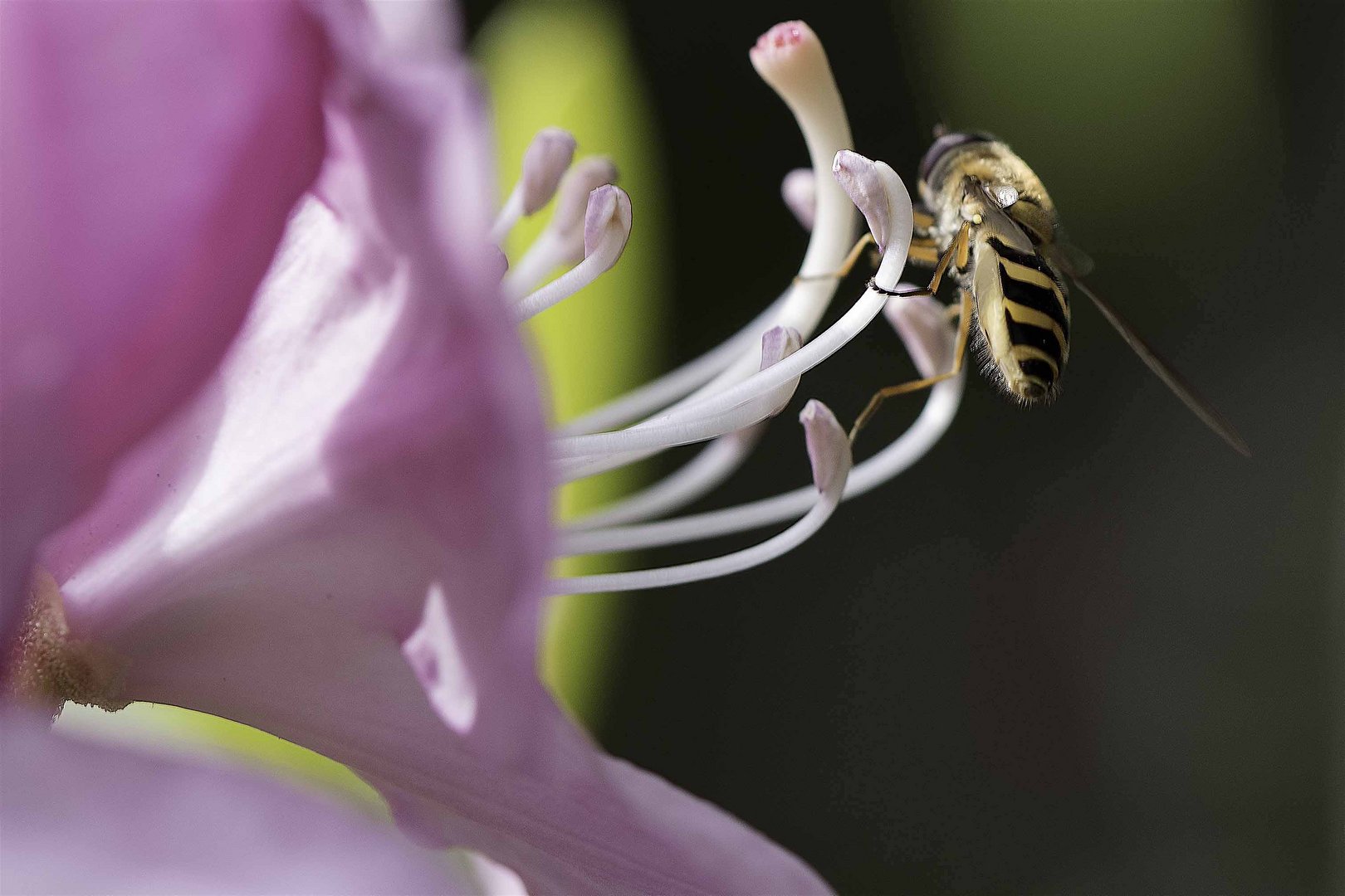 in der Blüte