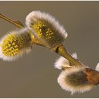 In der Blüte des Lebens