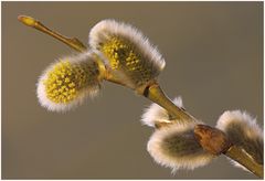 In der Blüte des Lebens