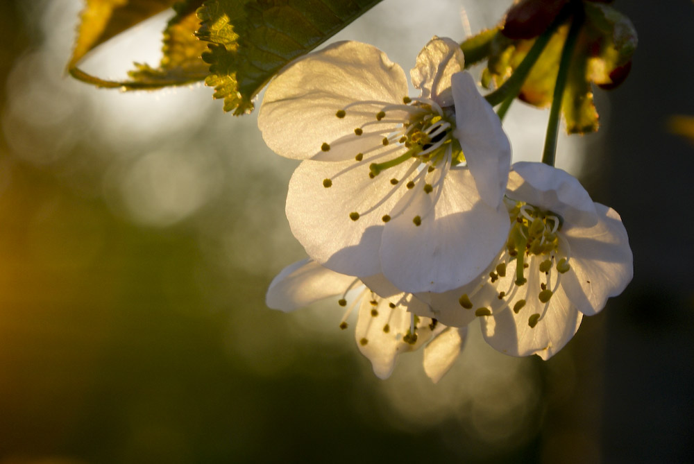 in der Blüte des Lebens