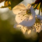 in der Blüte des Lebens