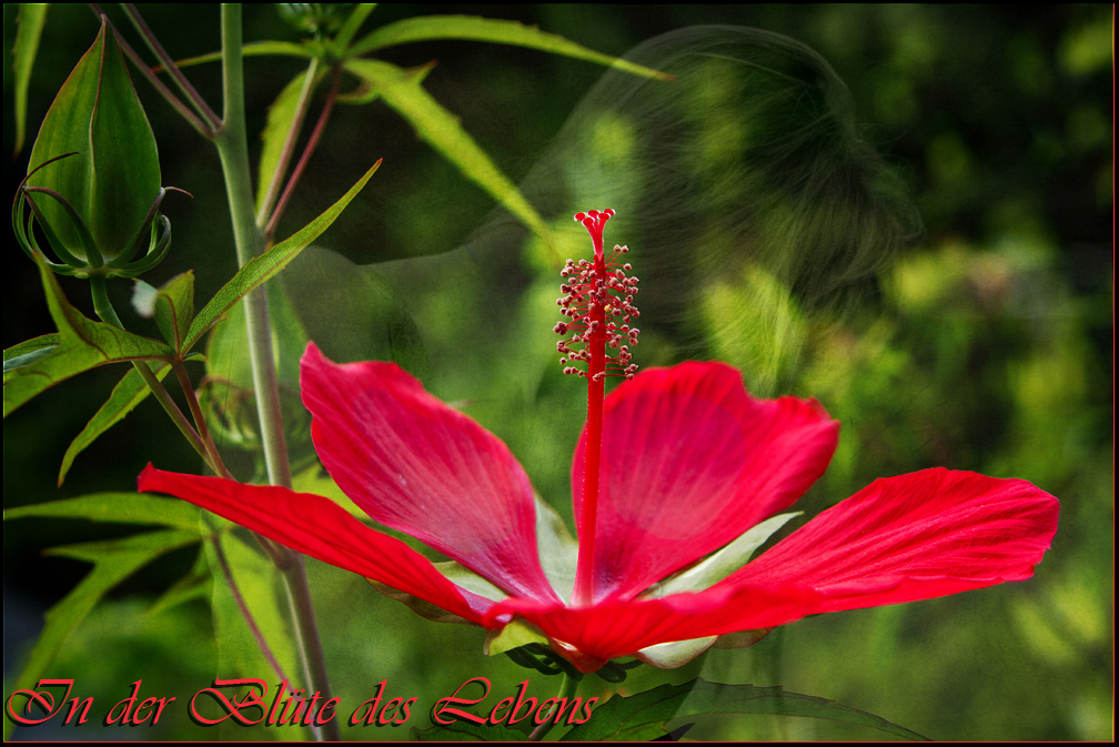 In der Blüte des Lebens