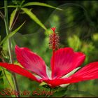 In der Blüte des Lebens