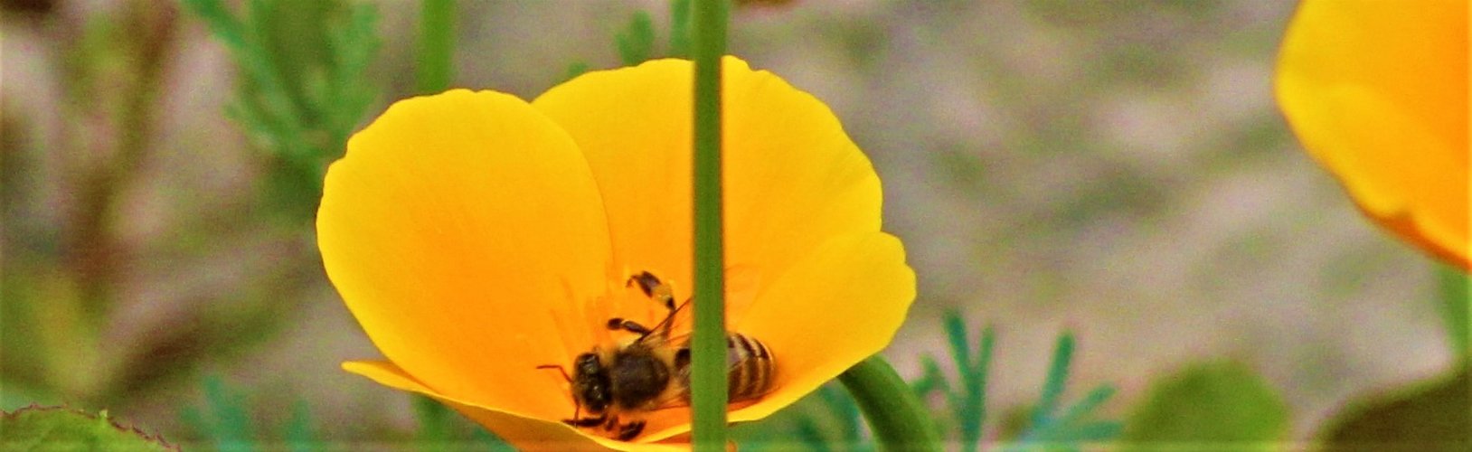 in der  Blüte ein Nickerchen halten