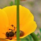 in der  Blüte ein Nickerchen halten