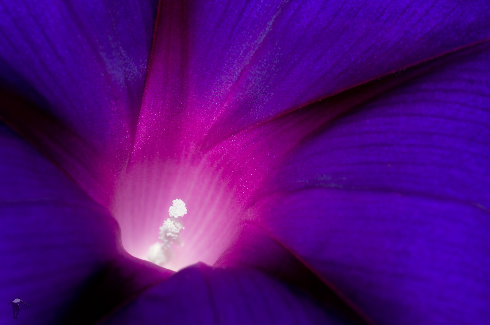 In der Blüte einer Winde