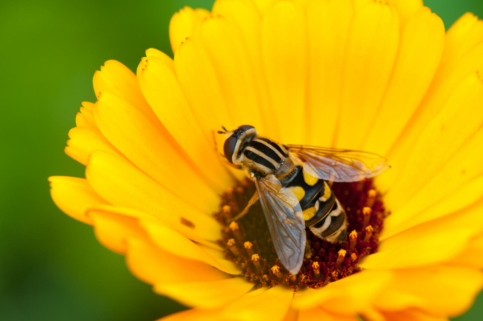 In der Blüte 