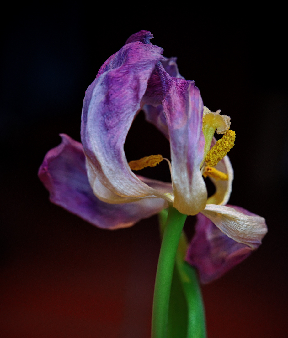 In der Blüte ihrer Jahre