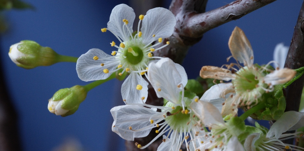 In der Blüte ihrer Tage