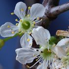 In der Blüte ihrer Tage