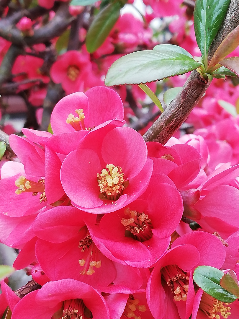 In der Blüte Ihres kurzen Lebens 