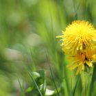 in der Blüte ihres Lebens