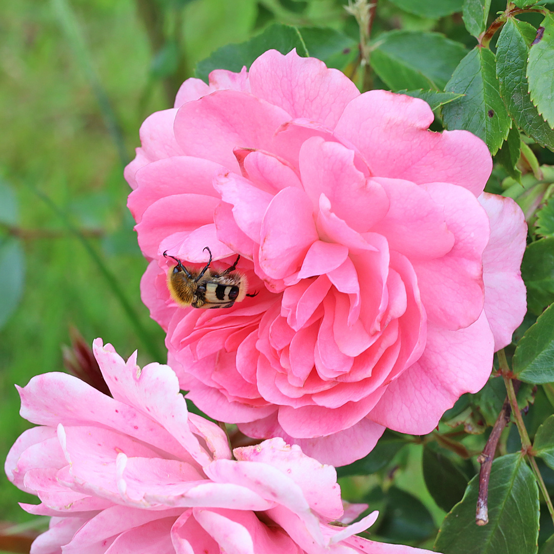 In der Blüte versteckt