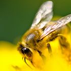 In der Blüte versunken!!!! - Ich kann es nicht lassen!!!!