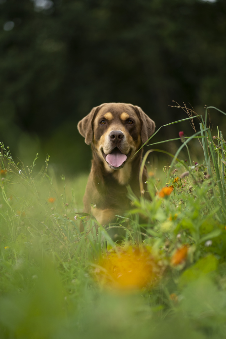 In der Blumenwiese