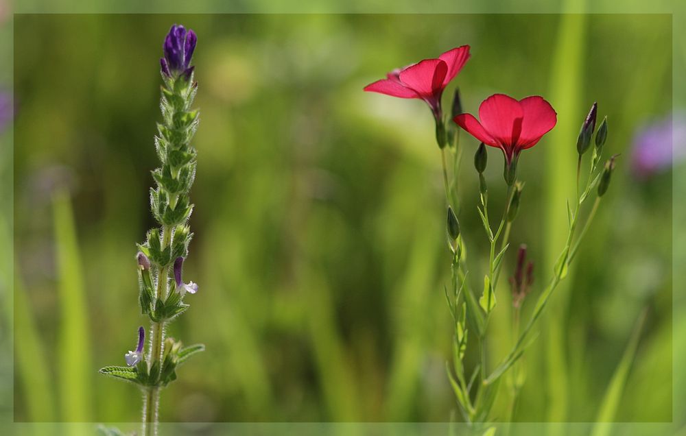 In der Blumenwiese