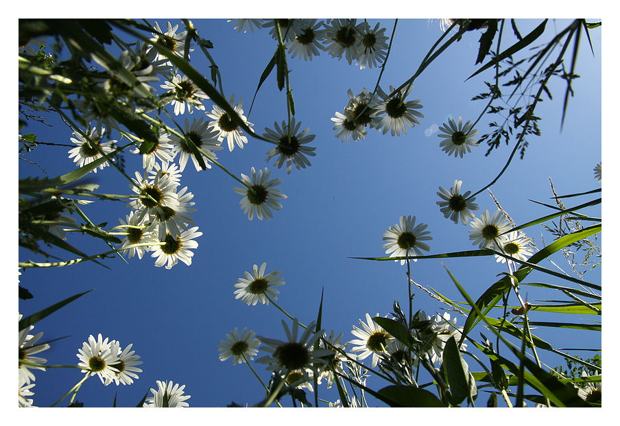 In der Blumenwiese