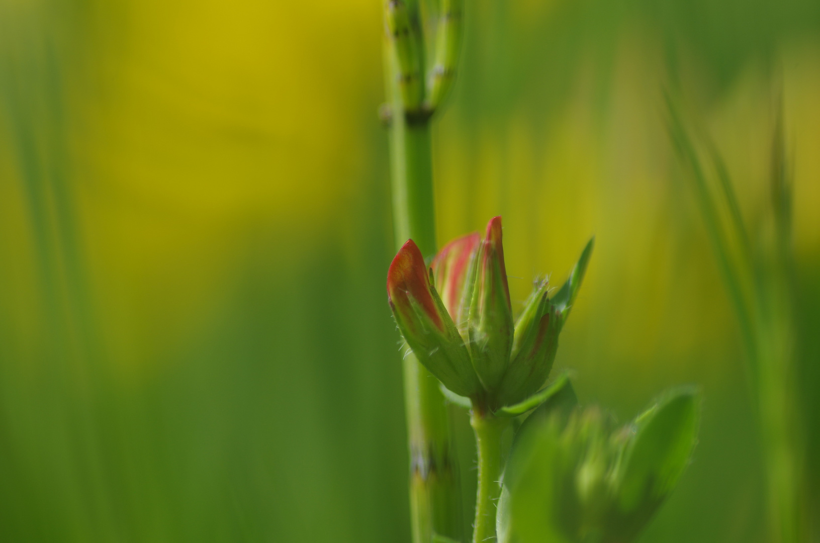 In der Blumenwiese