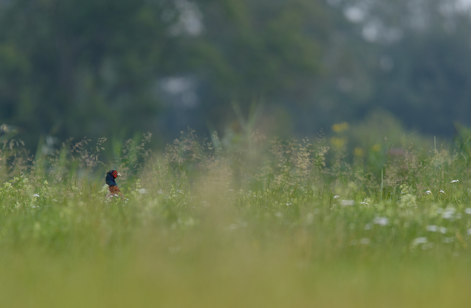 ~in der Blumenwiese~