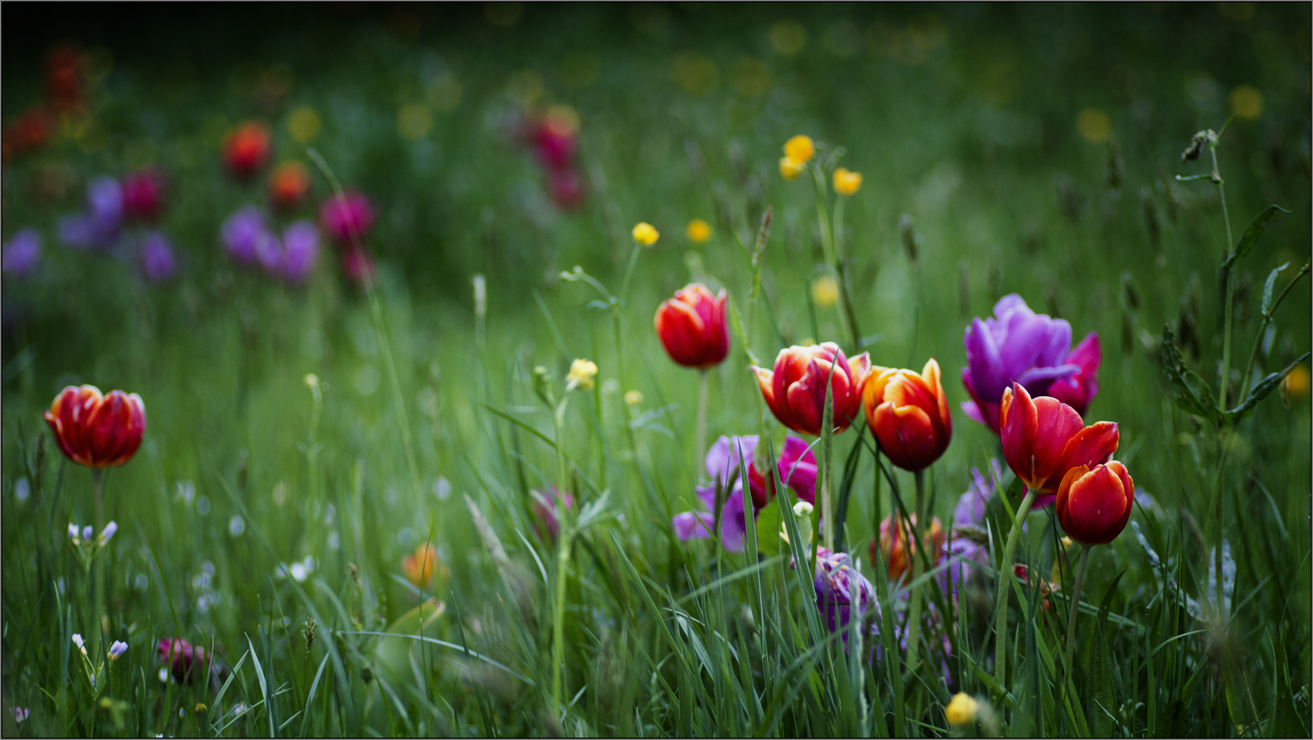 In der Blumenwiese