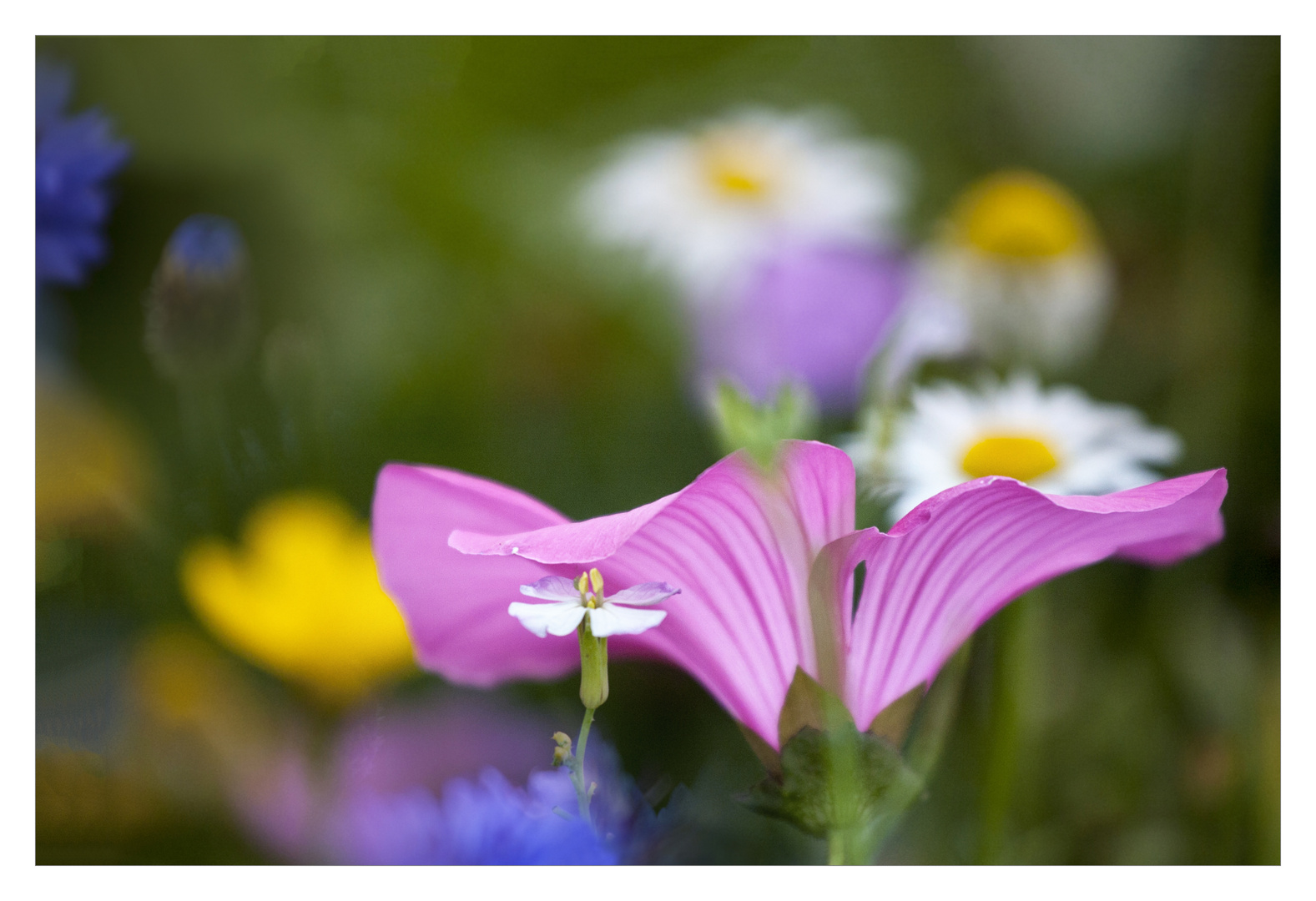 In der Blumenwiese