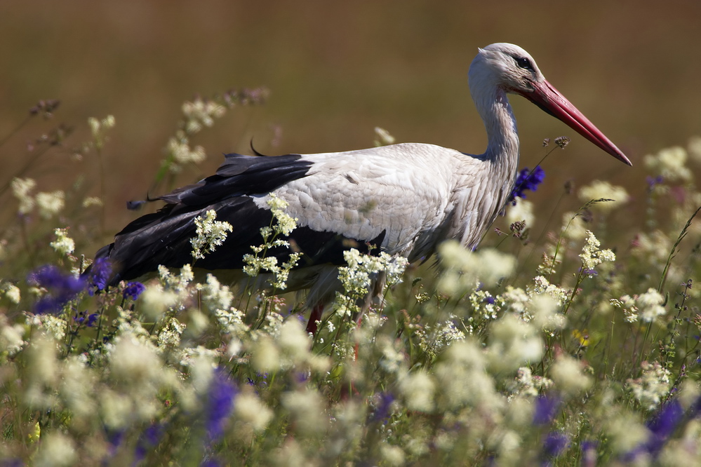 In der Blumenwiese