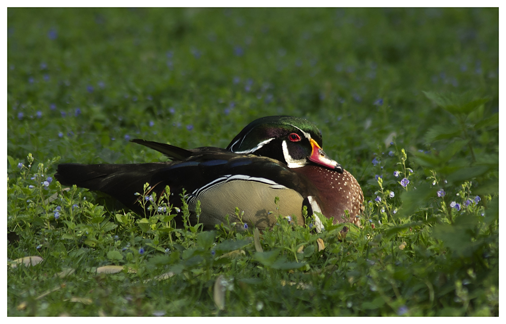 In der Blumenwiese