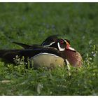 In der Blumenwiese