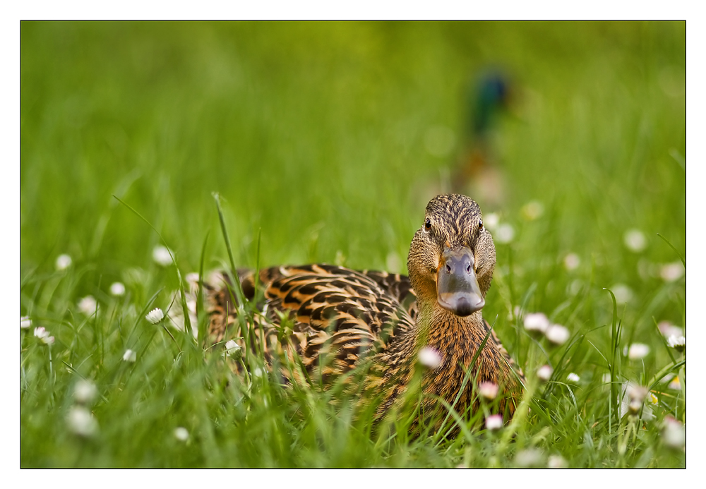 In der Blumenwiese