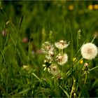 In der Blumenwiese 