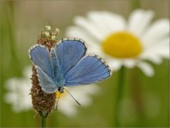 In der Blumenwiese ...